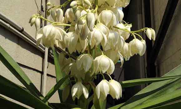 青年の木（ユッカ）と風水・花言葉｜観葉植物のブルーミングスケープ