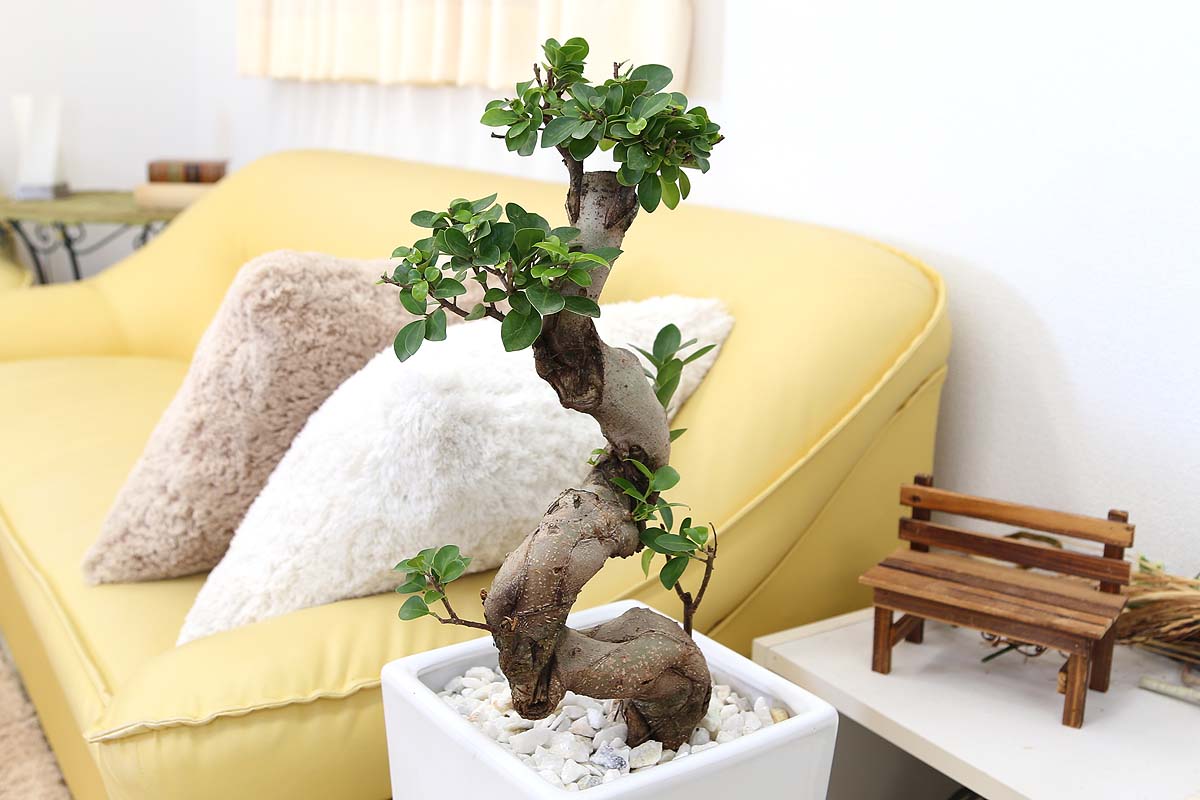 ガジュマル 盆栽風 9号 陶器鉢 通販 販売｜観葉植物のブルーミングスケープ