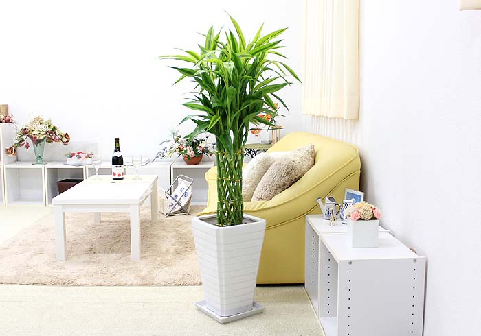 開運竹 陶器鉢 8号 通販 販売｜観葉植物のブルーミングスケープ