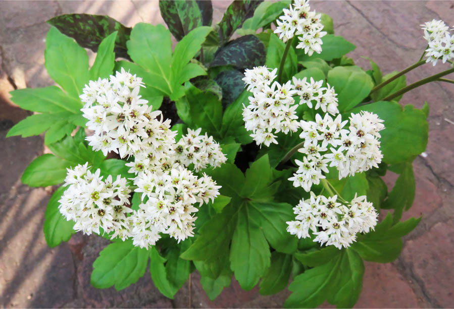 Go!伊勢崎 我が家の花や樹木・イワヤツデ