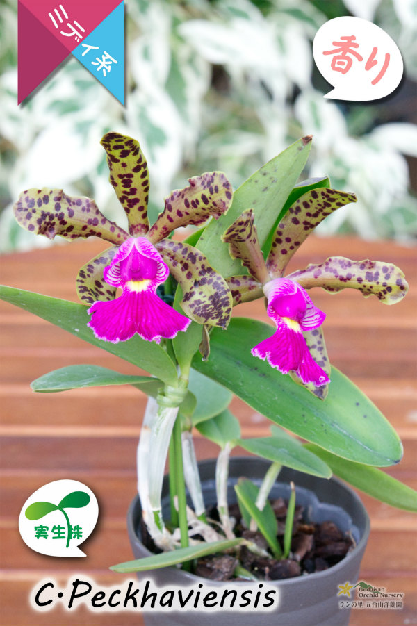 野生味あふれるカトレア点花の交配種】Cattleya Peckhaviensis （交配