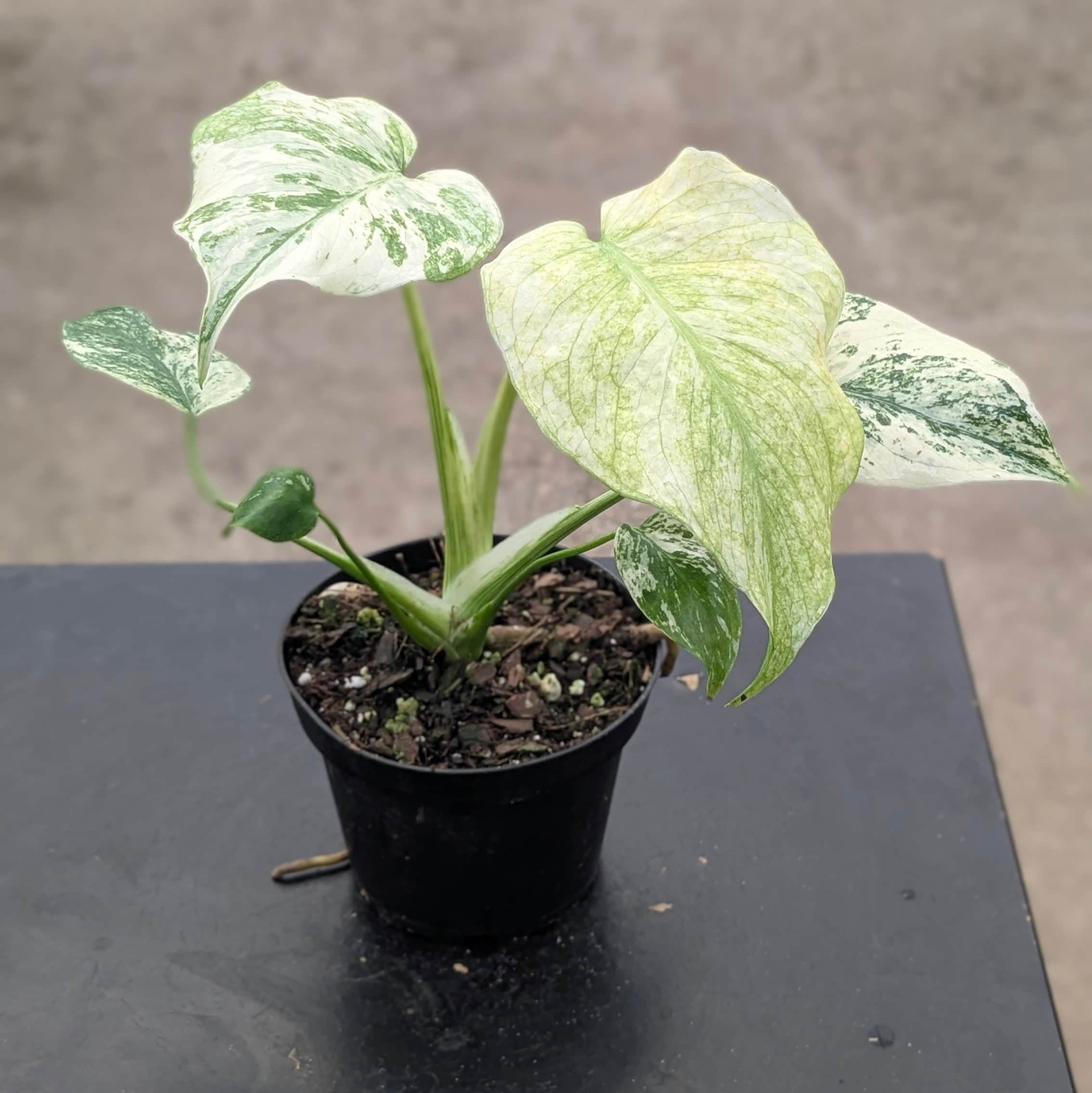 Monstera 'Mint' - Gabriella Plants