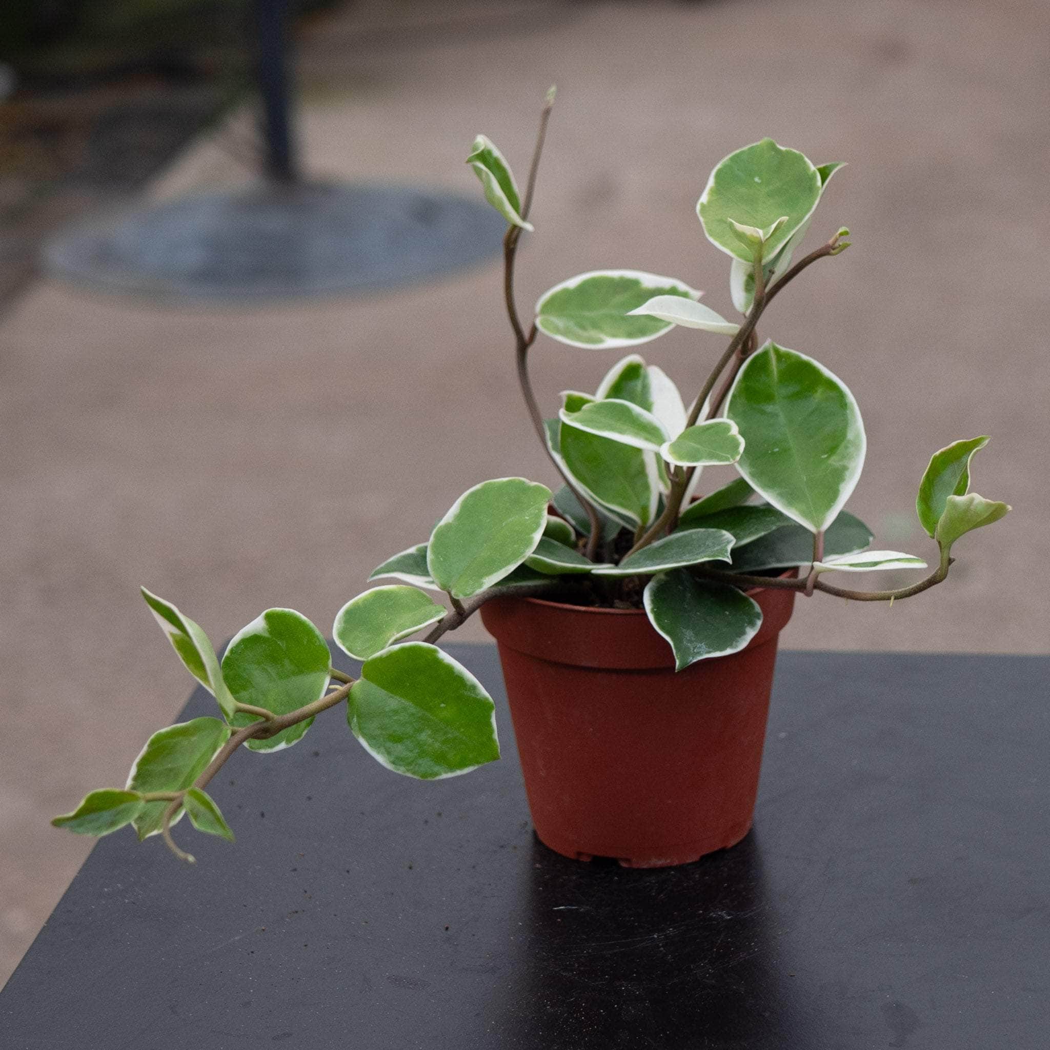 Hoya carnosa variegated 'Amore' - Gabriella Plants