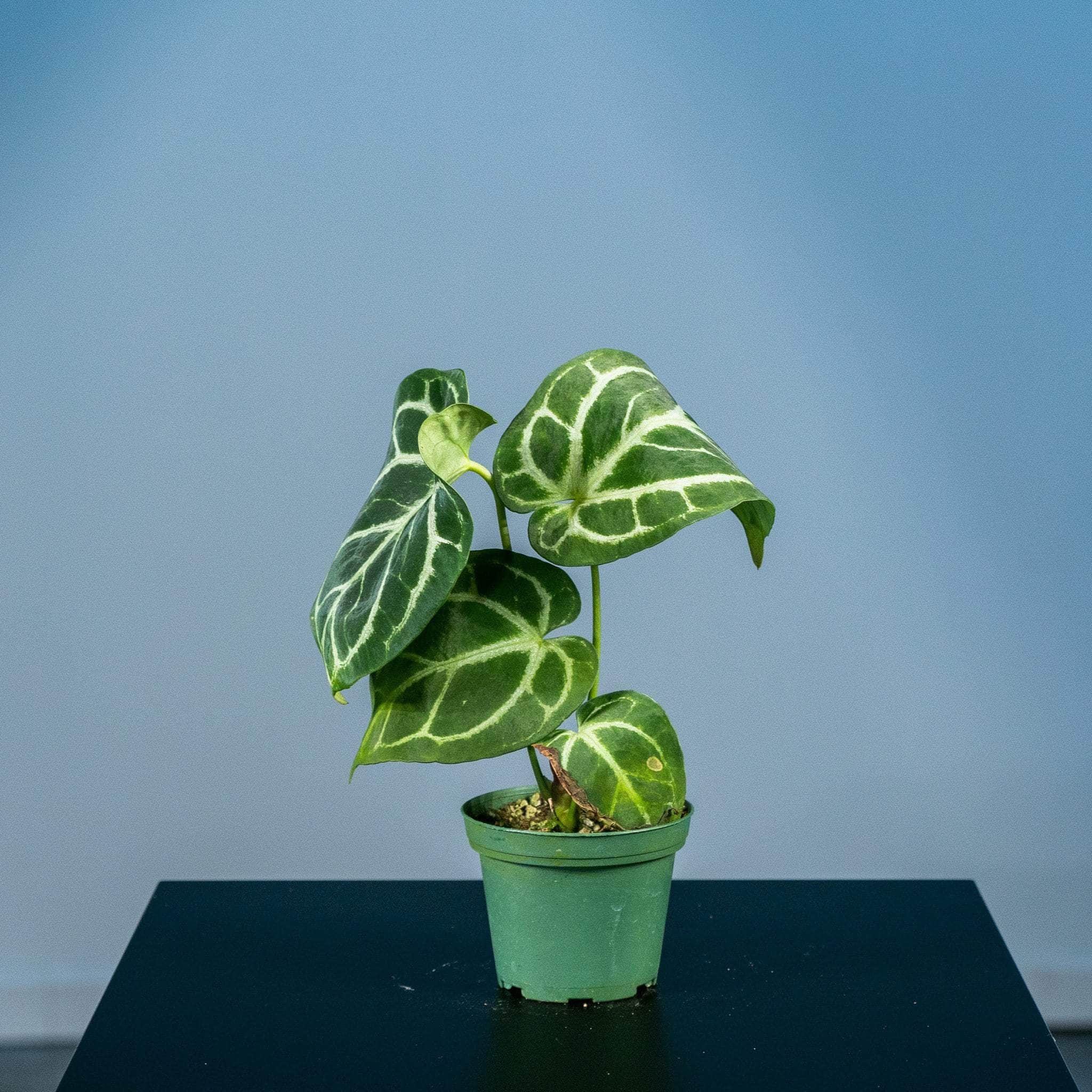 Anthurium (crystallinum x magnificum) x (crystallinum x magnificum