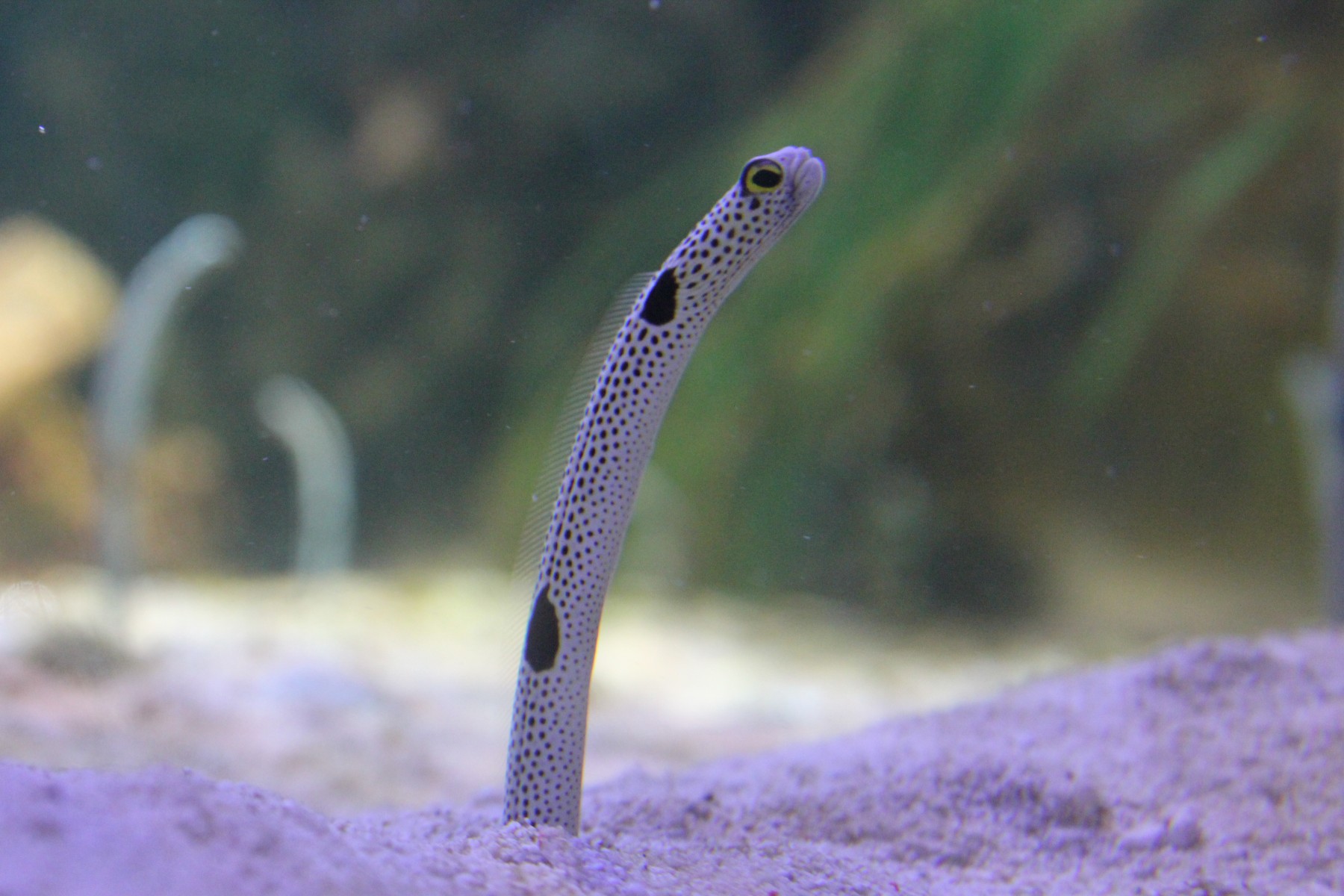 チンアナゴ – 男鹿水族館GAO