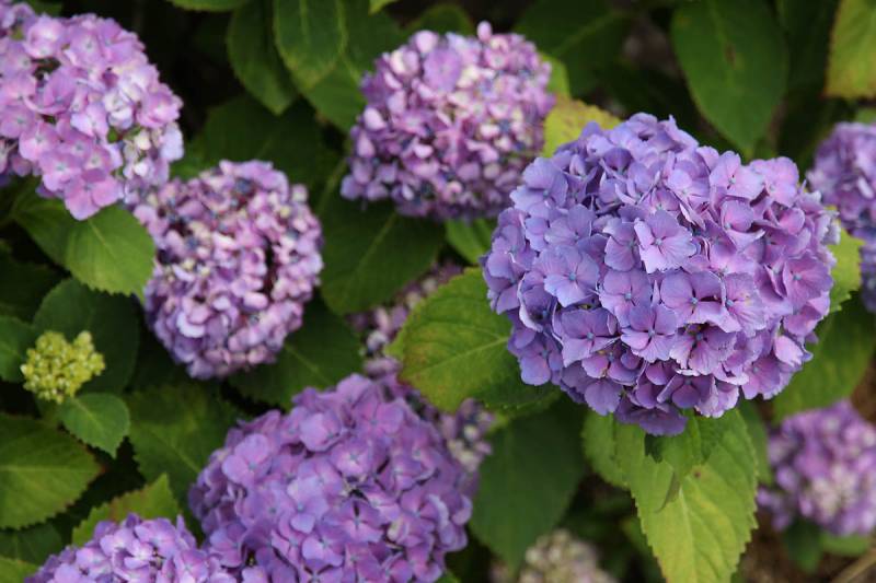 花木図鑑｜ひみつの花園 | 紫陽花 アジサイ