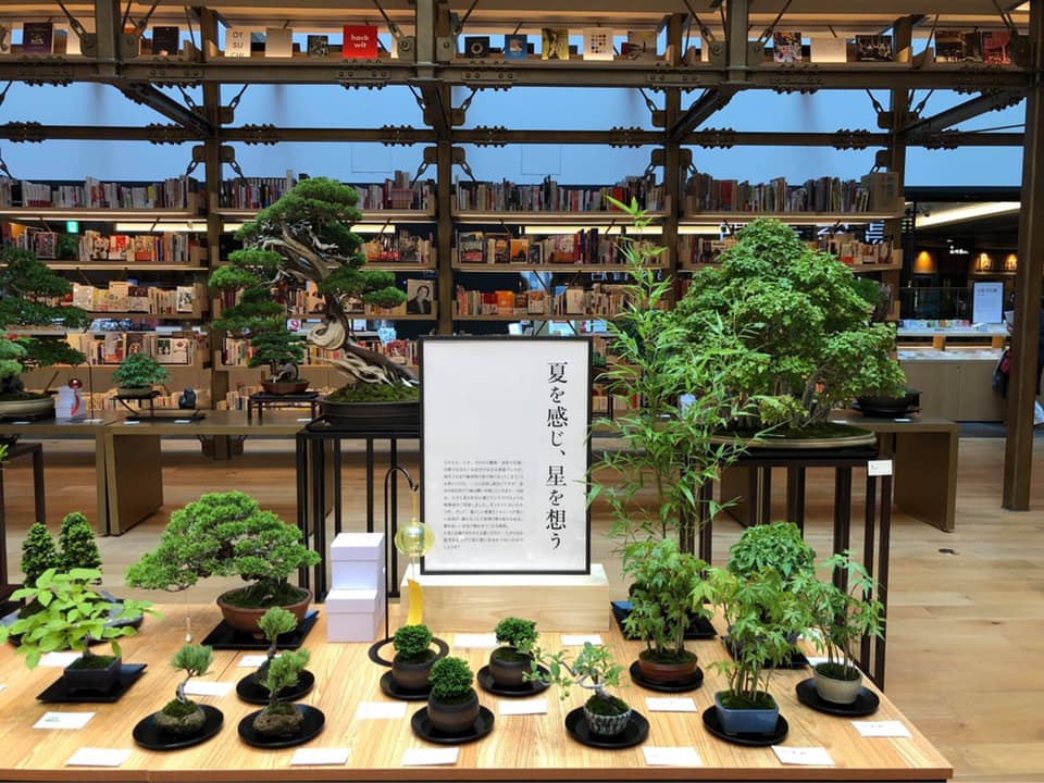 雨竹庵 盆栽水石展示販売 – 現代盆栽 Gendaibonsai