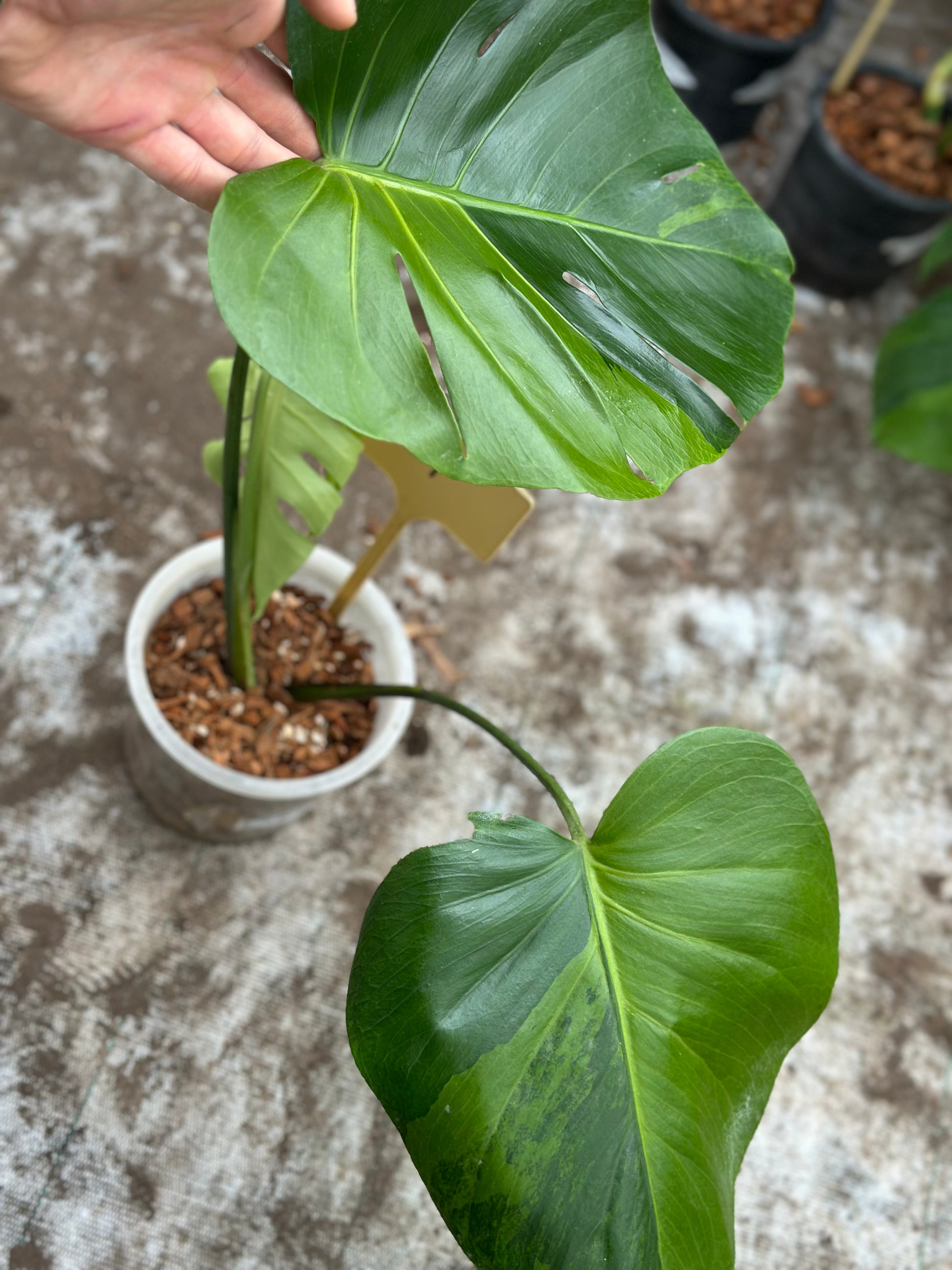 Monstera Green on Green – GrowJungle