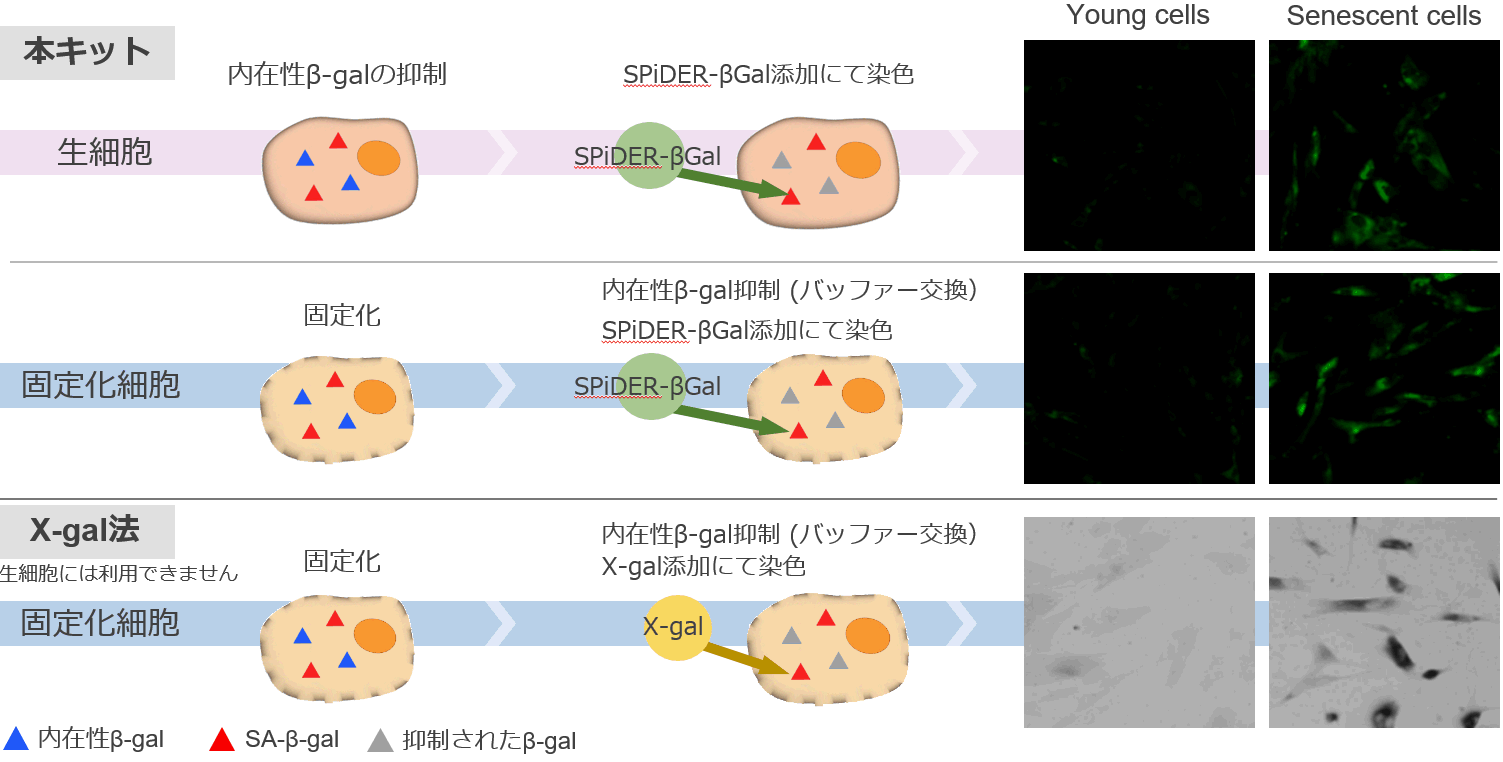 老化細胞検出キット Cellular Senescence Detection Kit - SPiDER-βGal