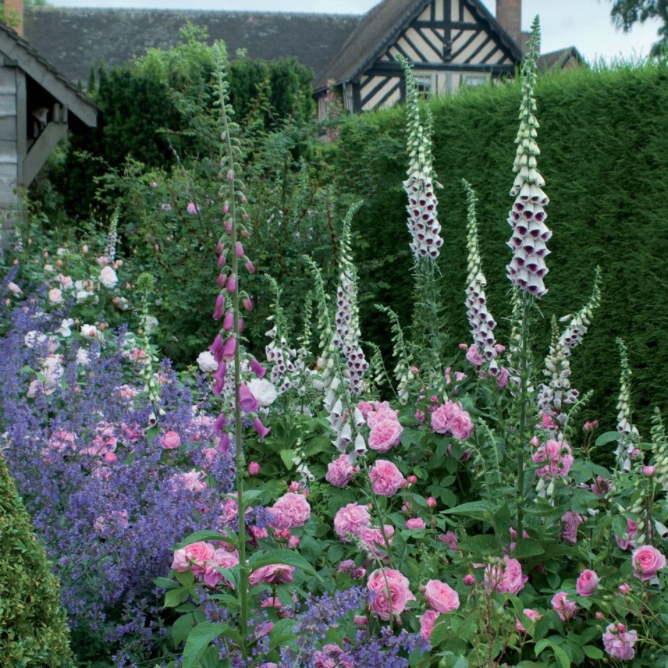 ガートルード・ジェキル®裸苗 - Gertrude Jekyll® (Ausbord) – David