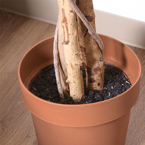 観葉植物 フィカス 1124 A 52662 不二貿易 観葉植物 | ホームセンター