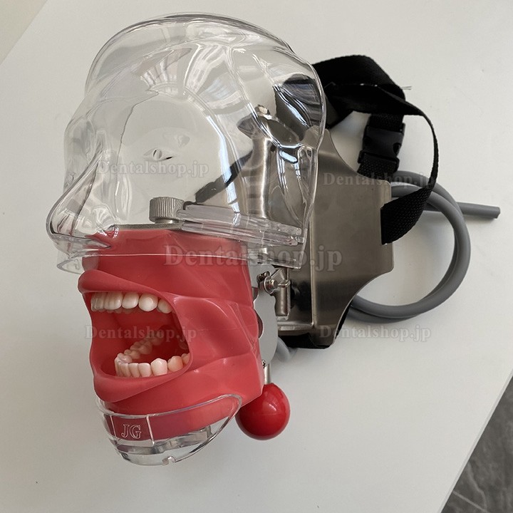 顎模型 マネキンセット NISSIN dental modelシンプルマネキンⅢ｜株式