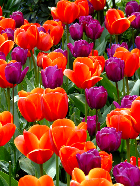 Tulip_Windy_City_Collection-