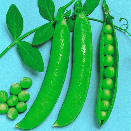 緑ウスイ[実えんどう] - e-種や｜国内最大級の野菜種・花種・苗・農業