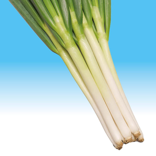 冬月の雫[ネギ] - e-種や｜国内最大級の野菜種・花種・苗・農業資材の