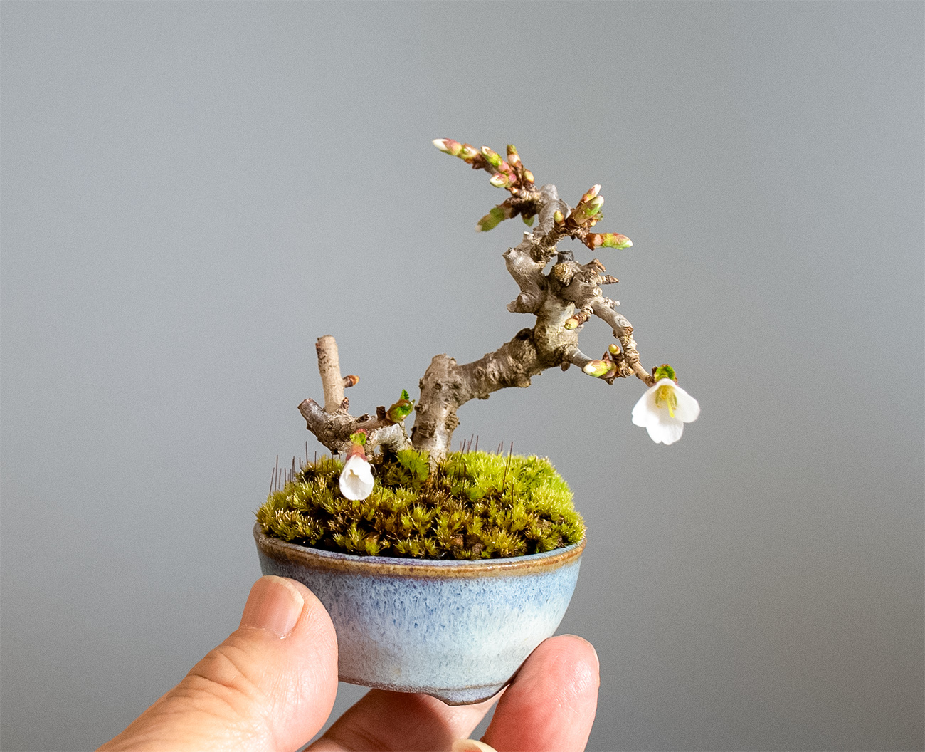 フジザクラ-Z（ふじざくら・富士桜）花もの盆栽の販売と育て方・作り方