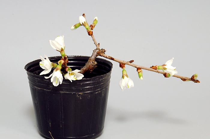 フジザクラ・サクラ（ふじざくら・さくら・富士桜・桜）花もの盆栽の