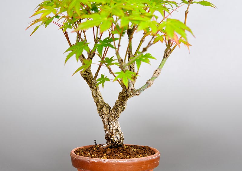 アラカワモミジ-E（あらかわもみじ・荒皮紅葉）雑木盆栽の販売と育て方