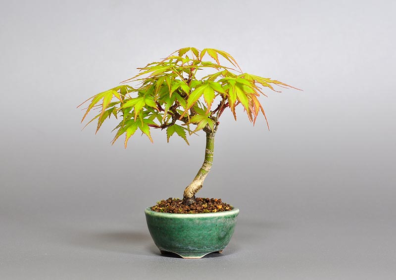 イロハモミジ-C1（いろはもみじ・いろは紅葉）雑木盆栽の販売と育て方