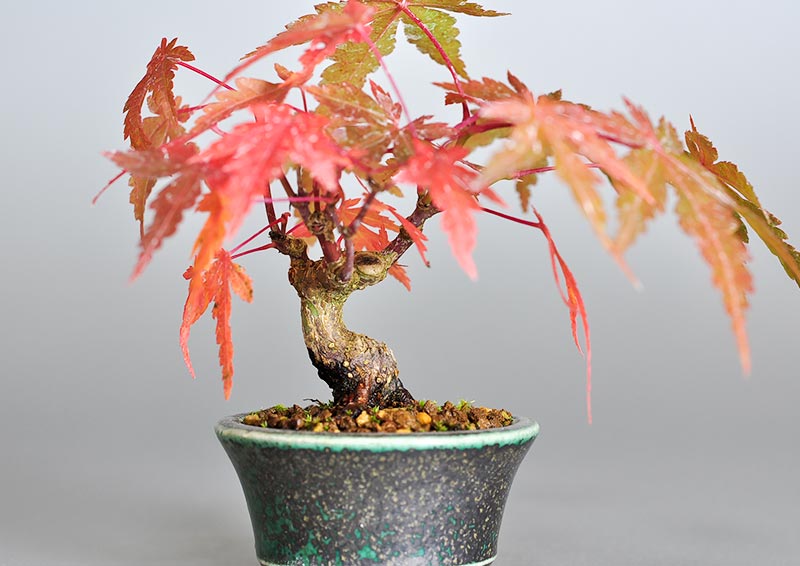 イロハモミジ-V（いろはもみじ・いろは紅葉）雑木盆栽の販売と育て方