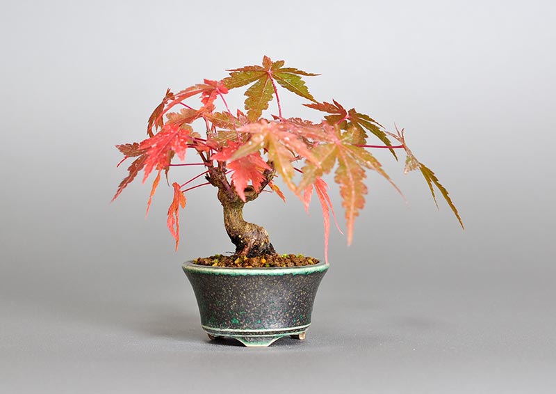 イロハモミジ-V（いろはもみじ・いろは紅葉）雑木盆栽の販売と育て方