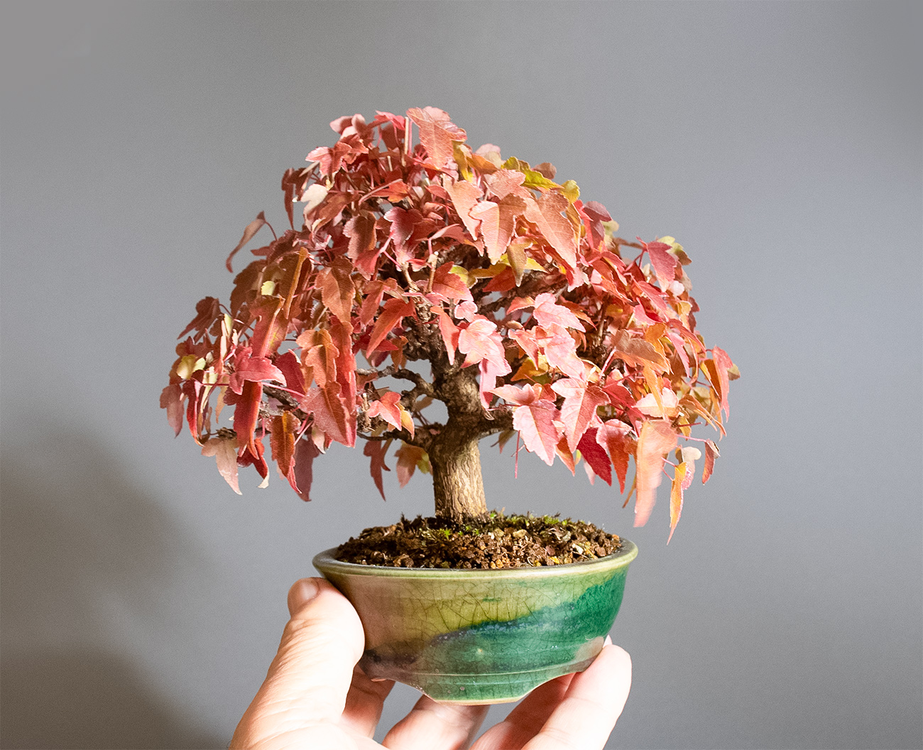 楓盆栽 手のひらサイズカエデ 盆栽 楓 カエデ | 【公式EC】BONSAI IKUMA