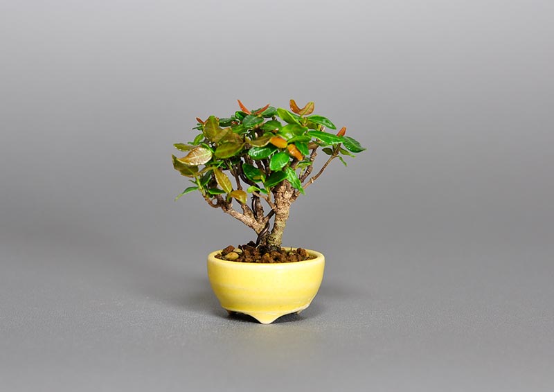 チリメンカズラ-V1（ちりめんかずら・縮緬葛）雑木盆栽の販売と育て方