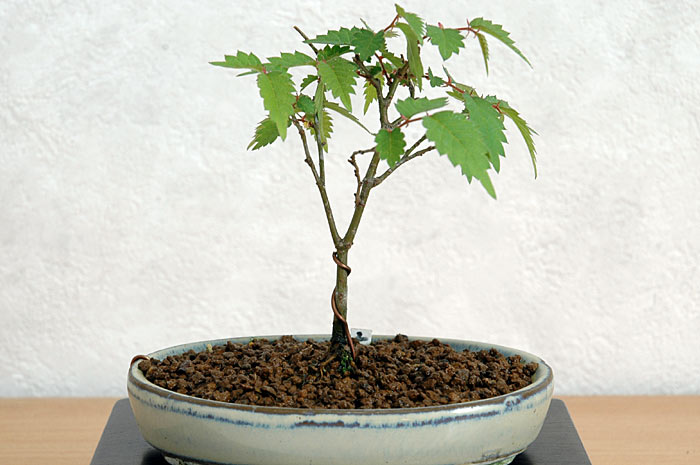 ケヤキ盆栽の2本芽は2本立ち箒づくり｜ベランダで楽しむミニ盆栽の盆栽教室