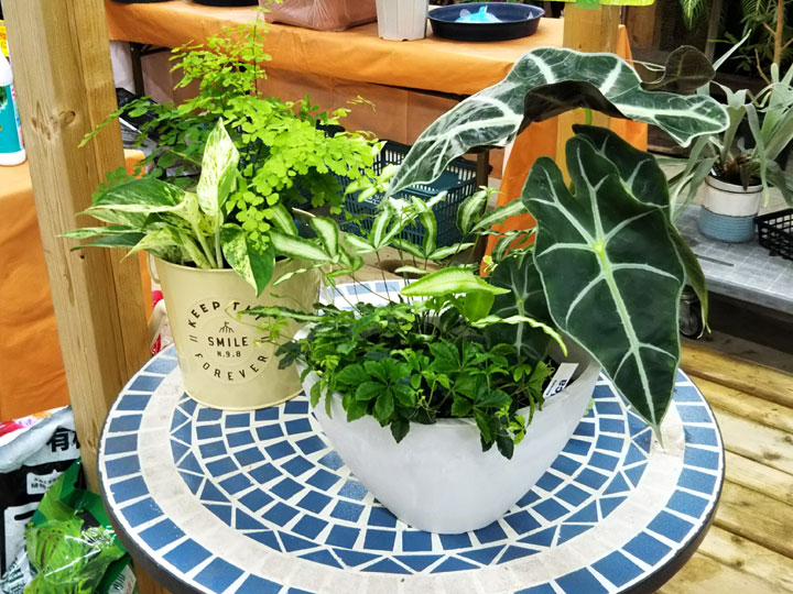 観葉植物の寄せ植え | ガーデニング教室 | DIYホームセンター ジャンボ