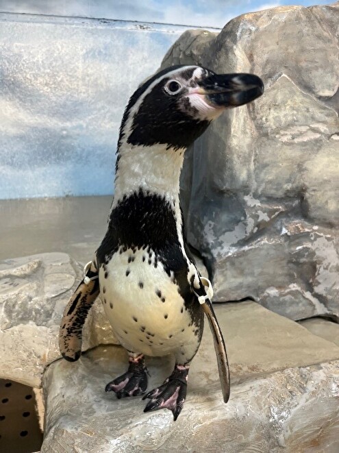 フンボルトペンギンの「テン」 | えのすいトリーター日誌 | 新江ノ島水族館