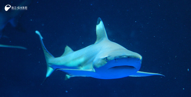 日本最古のサメの歯の化石 | えのすいトリーター日誌 | 新江ノ島水族館
