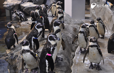 ☆お客さまのためのペンギン識別講座☆ | えのすいトリーター日誌 | 新
