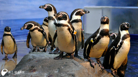 ペンギンに迫る！！ | えのすいトリーター日誌 | 新江ノ島水族館