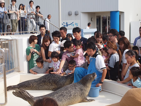 アザラシプール | 越前松島水族館公式サイト 見て・ふれて・楽しく