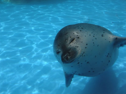 アザラシプール | 越前松島水族館公式サイト 見て・ふれて・楽しく