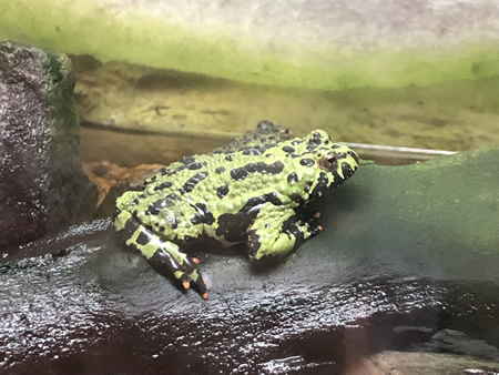 かめ・かえる館 | 越前松島水族館公式サイト 見て・ふれて・楽しく
