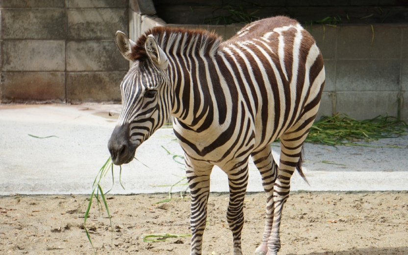 z2207fukuokazoo-eyecatchi.jpg