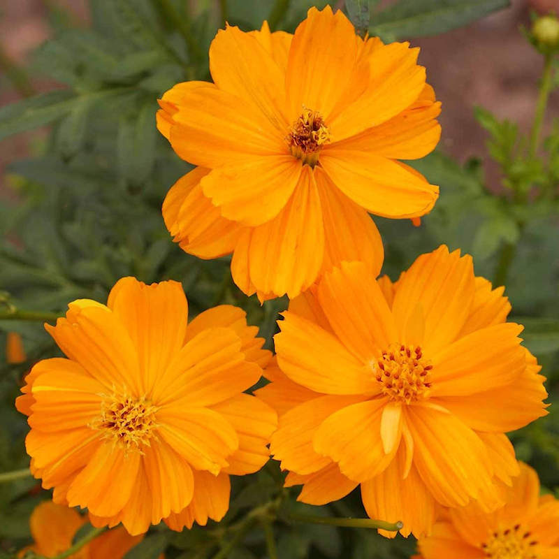 Dwarf Orange Sulphur Cosmos Seeds | Everwilde Farms