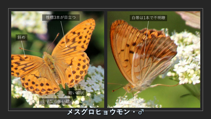 昆虫シリーズ⑯ ヒョウモンチョウの仲間 | あきた森づくり活動サポート