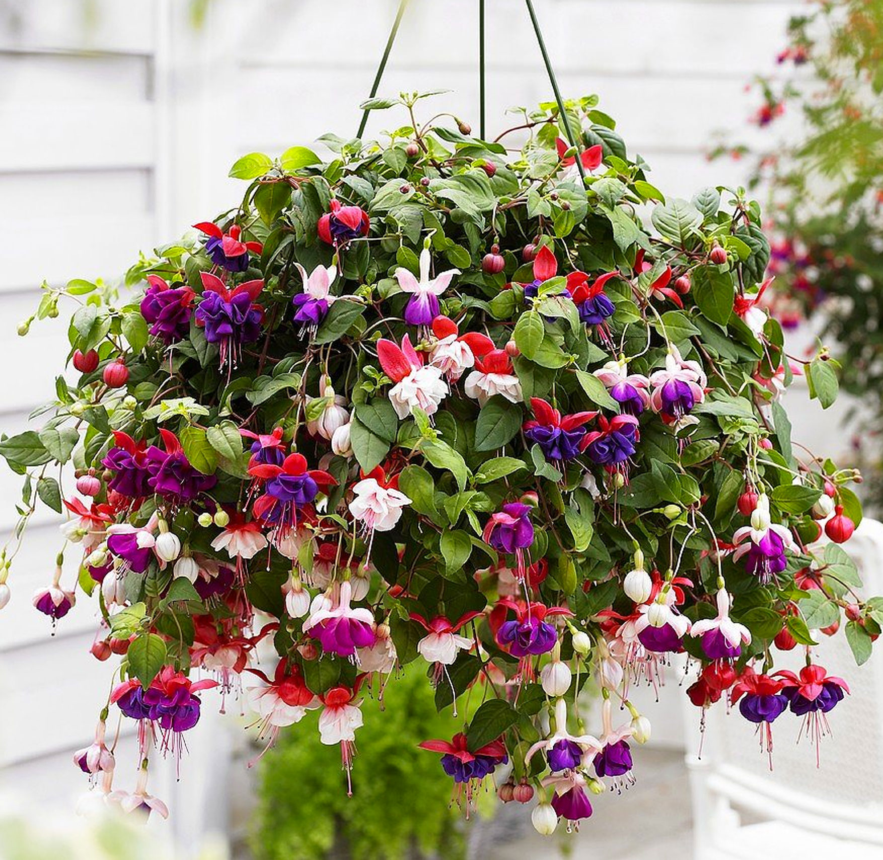 zAnnuals Fuchsia | Leading Garden Center in Farmington Hills, MI