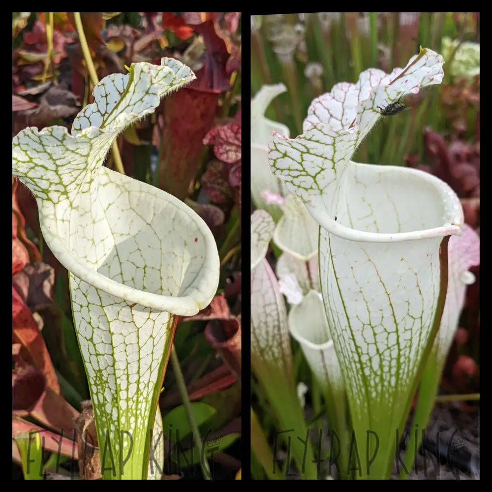 Sarracenia leucophylla 'Hurricane Creek White' seeds – Flytrap King