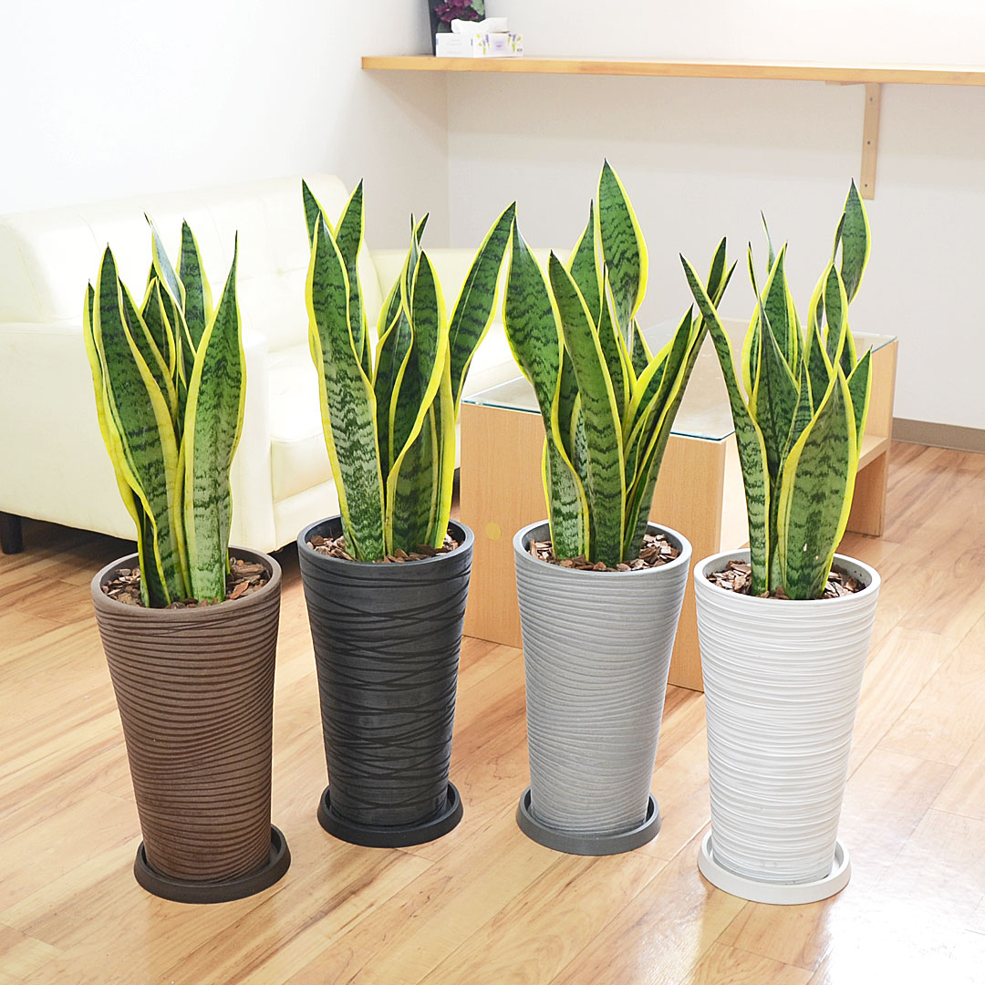 観葉植物の販売・ギフトならフラワーコーポレーション / 観葉植物