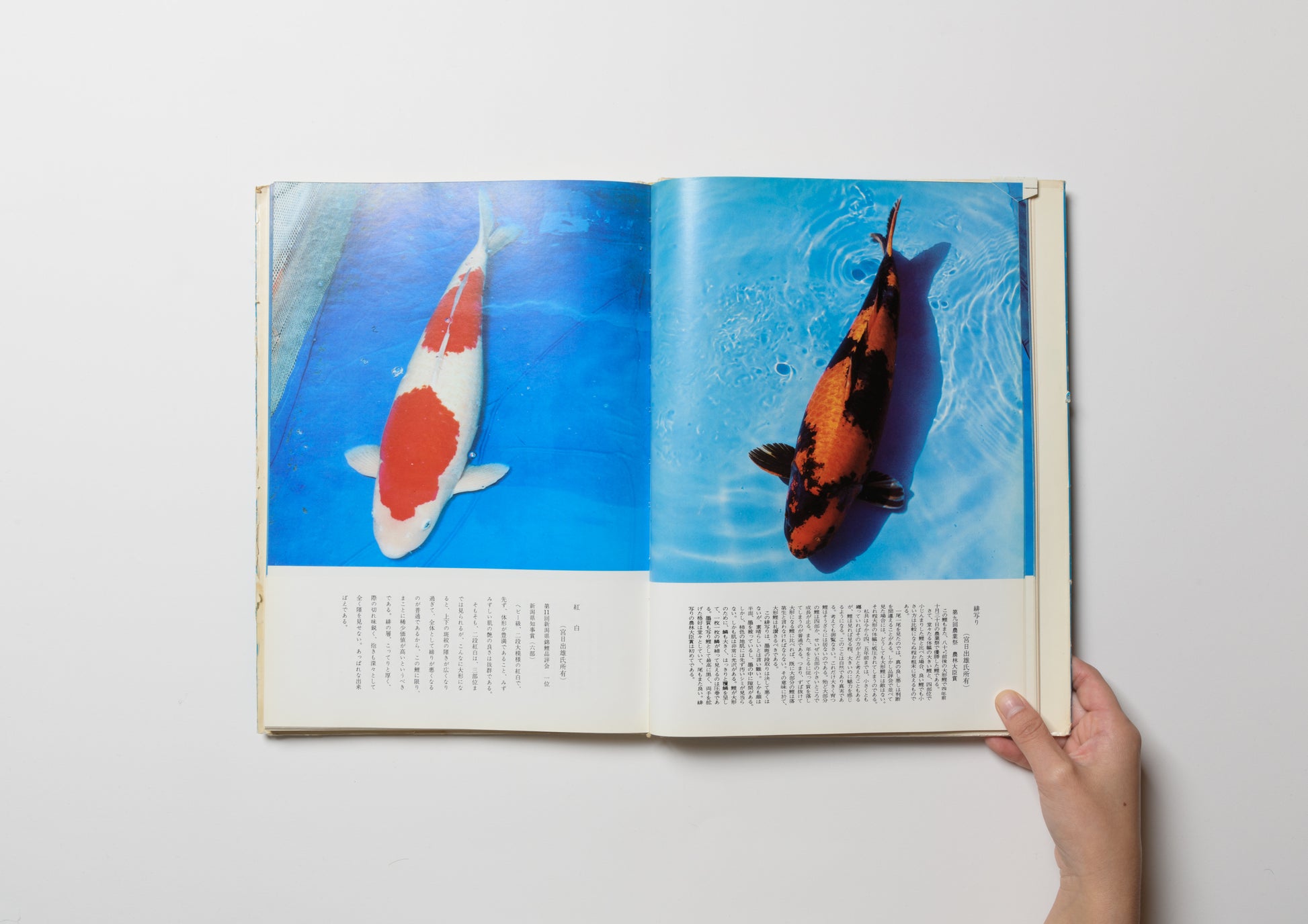 原色図説 錦鯉大鑑 – FRAGILE BOOKS