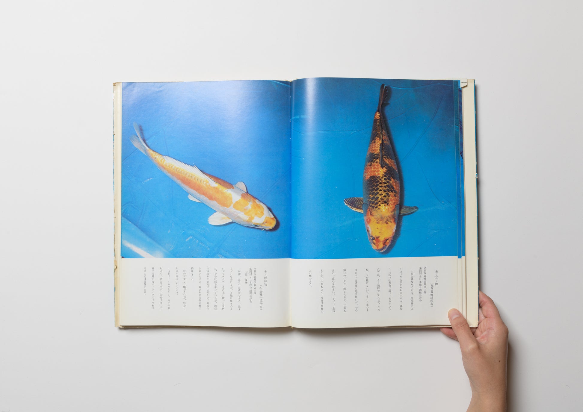 原色図説 錦鯉大鑑 – FRAGILE BOOKS