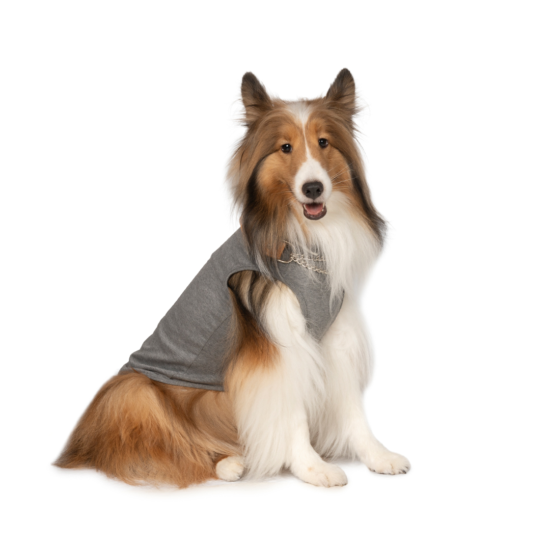 Shetland Sheepdog | meetup | フリーステッチ free stitch
