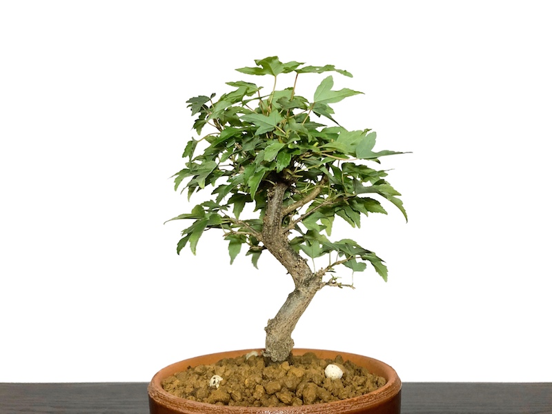 格安盆栽素材/生産品紹介/楓（カエデ） 小品盆栽素材 販売/通販のFROM