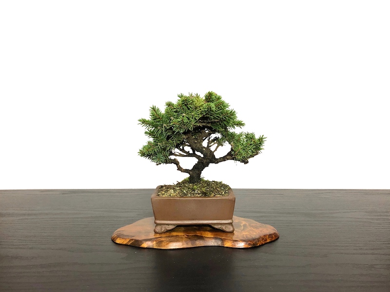 格安盆栽素材/生産品紹介/蝦夷松 小品ミニ盆栽素材 販売/通販のFROM JAPAN