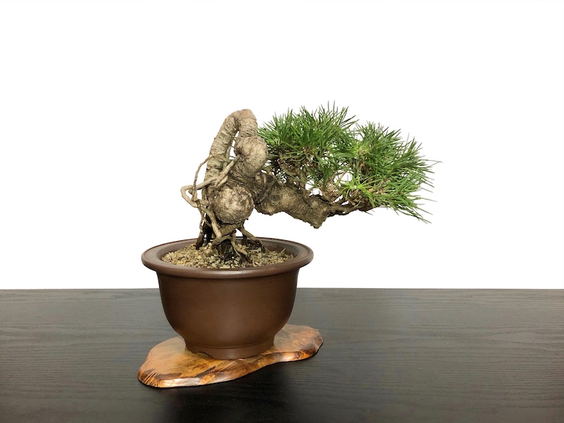 格安盆栽素材/生産品紹介/根上がり黒松 小品盆栽 販売/通販のFROM JAPAN