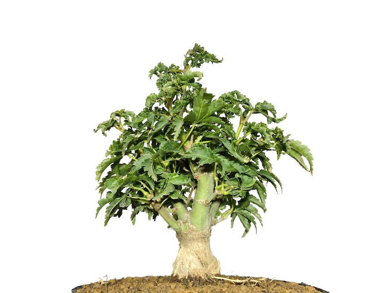 格安盆栽素材/生産品紹介/獅子頭もみじ（取り木） 小品ミニ盆栽素材