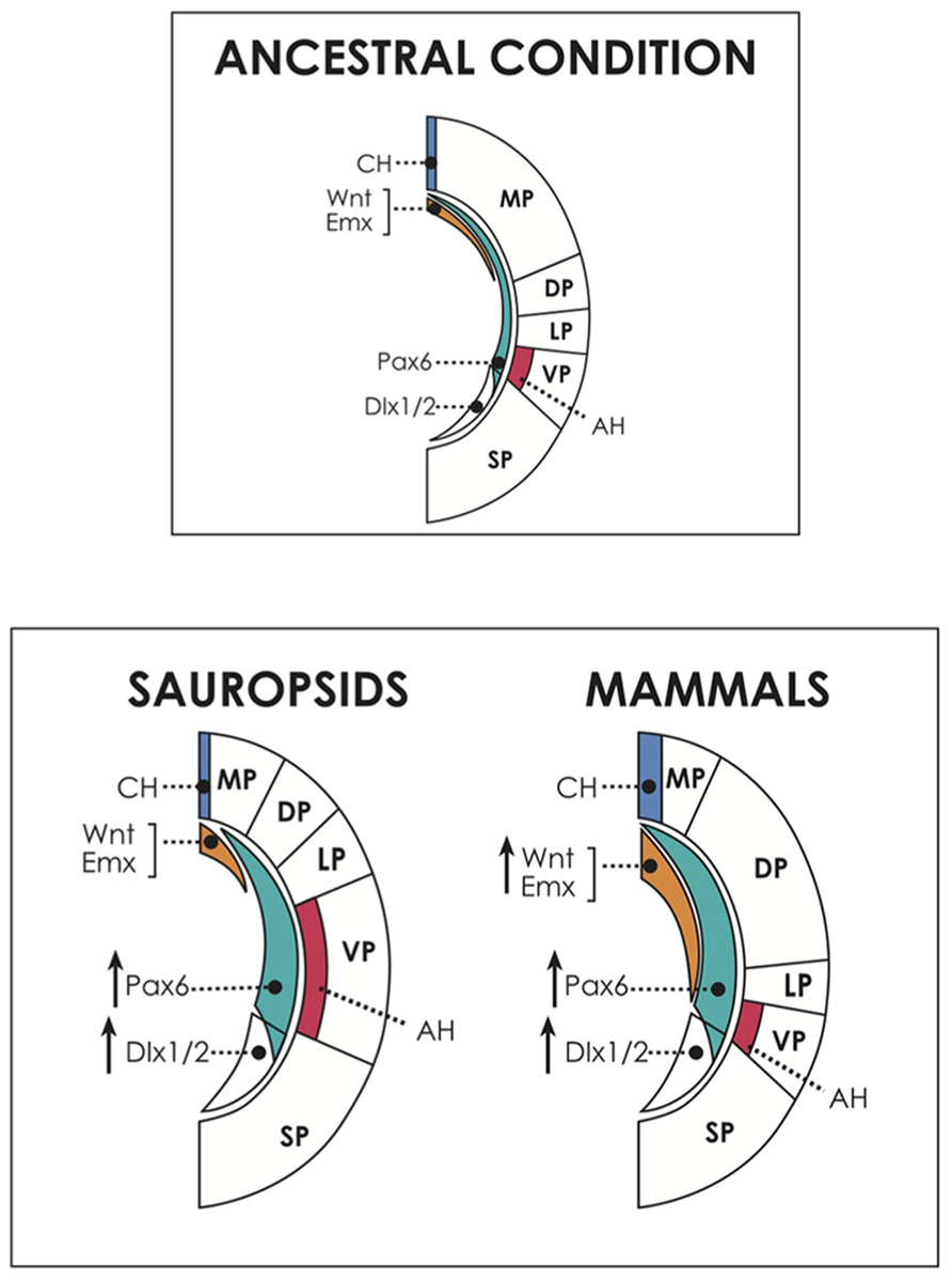 Frontiers | Neural progenitors, patterning and ecology in